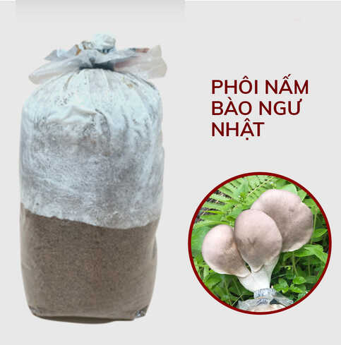 Phôi Nấm - Nấm