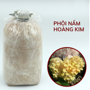 Phôi Nấm Hoàng Kim