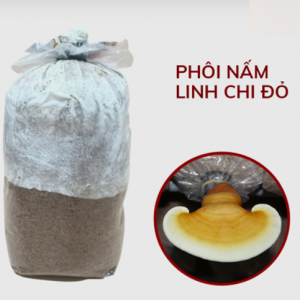 Phôi nấm Linh Chi Đỏ