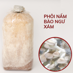 Phôi Nấm Bào Ngư Xám